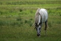 Gray Arabian horse in field Royalty Free Stock Photo