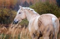 Grey horse portait in the autumn forest. Nature, looking.