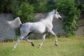 Gray arabian horse running trot on pasture Royalty Free Stock Photo