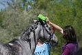 Gray Arabian horse washed at endurance competitions.