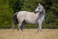 Gray arabian horses