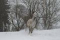 Gray Arabian stallion trotting on a cord on a snowy slope. In the background are the tops of the trees. Royalty Free Stock Photo