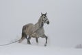 Gray Arabian stallion trotting on a cord on a snowy slope. Royalty Free Stock Photo
