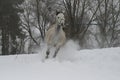 Gray Arabian stallion trotting on a cord on a snowy slope. Royalty Free Stock Photo