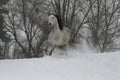 Gray Arabian stallion trotting on a snowy slope. In the background are the tops of the trees. Royalty Free Stock Photo