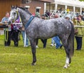 Gray Arabian stallion Vagram