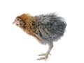gray araucana chicken Royalty Free Stock Photo