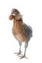 gray araucana chicken Royalty Free Stock Photo