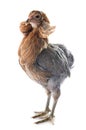 Gray araucana chicken Royalty Free Stock Photo