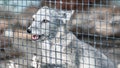 Gray arctic fox behind bars, closeup portrait Royalty Free Stock Photo