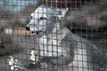Gray arctic fox behind bars Royalty Free Stock Photo