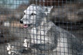 Gray arctic fox behind bars