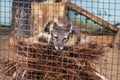 Gray Arctic Fox is in a cage behind bars in the zoo. Moscow Russia