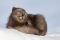 Gray arctic fox lying on a snowy field