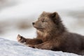 Gray arctic fox lying on a snowy field