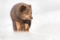 Gray arctic fox walking on a snowy hill
