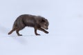 Gray arctic fox walking on a snowy hill