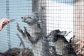 Gray arctic foxes are looking from behind the bars Royalty Free Stock Photo