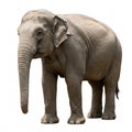 Gray Asian elephant standing, isolated on a white background Royalty Free Stock Photo
