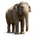 Gray Asian elephant standing, isolated on a white background Royalty Free Stock Photo