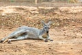 Gray Australian Kangaroo Royalty Free Stock Photo
