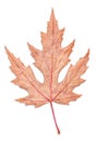 Gray autumn maple leaf isolated on white background Royalty Free Stock Photo