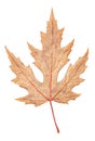 Gray autumn maple leaf isolated on white background Royalty Free Stock Photo