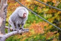 Gray baboon monkey resting on tree branch by ropes on blur colorful trees background Royalty Free Stock Photo
