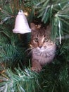 gray baby cat with stripes in the Christmas tree Royalty Free Stock Photo