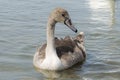 A gray baby Swan on the lake