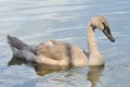 Gray baby swan on water Royalty Free Stock Photo