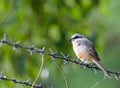 Gray-backed Shrike bird