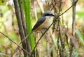 Gray-backed Shrike (Lunius tephronotus)