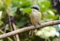 Gray-backed Shrike (Lunius tephronotus)