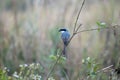 Gray Backed Shrike