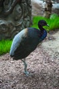 The gray-backed trumpeter, a Grey-winged trumpeter, stands on one paw near a rock. Birds, ornithology,