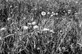 Gray background from grass with dandelions, close up. Grass with flowers on meadow. Nature backdrop for a poster Royalty Free Stock Photo