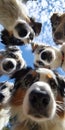 Gray background phone wallpaper features 10 Australian Shepherds leaping towards the camera from various heights, with focused Royalty Free Stock Photo