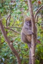 Gray bamboo lemur