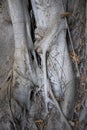 Ficus macrophylla trunk close up Royalty Free Stock Photo