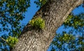 Gray bark of large camphor tree Cinnamomum camphora common camphor wood or camphor laurel