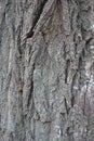 Gray bark of Robinia pseudoacacia with lichen