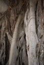 Ficus macrophylla trunk close up Royalty Free Stock Photo
