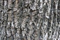 Gray bark on surface tree background Royalty Free Stock Photo