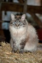 Gray Barn Cat On Hay Bale Royalty Free Stock Photo