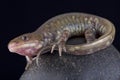 Gray barred tiger salamander (Ambystoma mavortium diabolo) Royalty Free Stock Photo