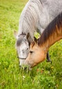 Gray and Bay - Nosing Together