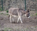 Gray donkey walking through a pasture along a fence Royalty Free Stock Photo