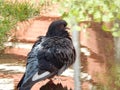 Gray beautiful fluffy tender dove. bird, rain, puddle, summer, waiting, greens