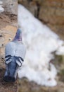 Gray beautiful pigeons in winter on the bridge Royalty Free Stock Photo